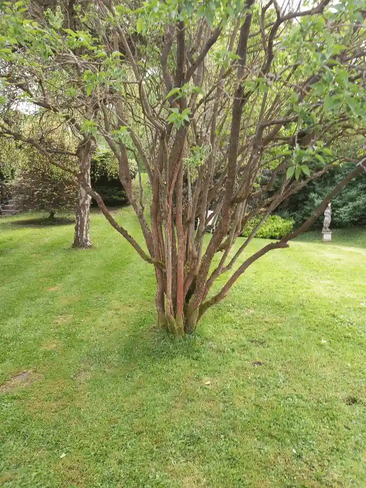Pruning by BCA Gardening Service in Deeping St James